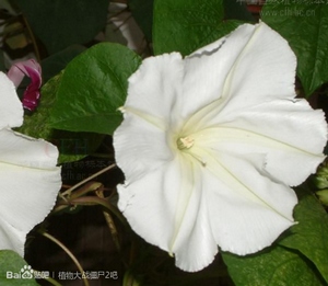 植物大战僵尸2