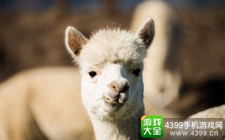  《太极熊猫3猎龙》新坐骑首曝