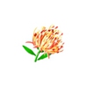 去灵花
