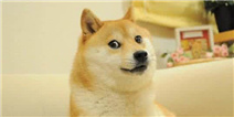犬夜叉的原型竟然是柴犬？帅气人设一秒崩塌