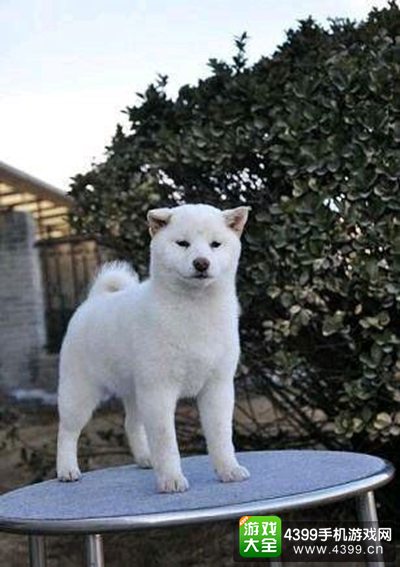 犬夜叉的原型竟然是柴犬？帅气设定一秒崩塌