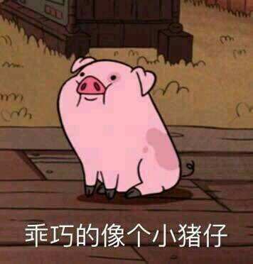 猪