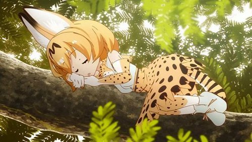 薮猫