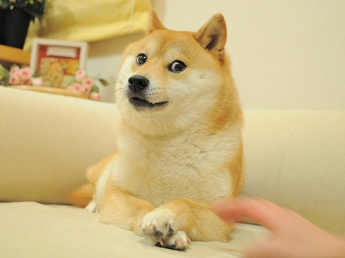 网红犬