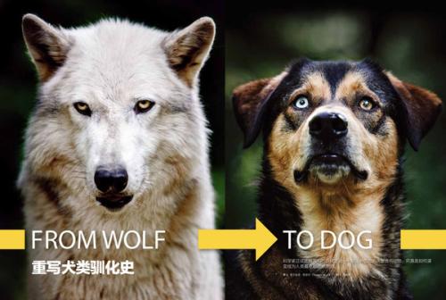 犬的进化
