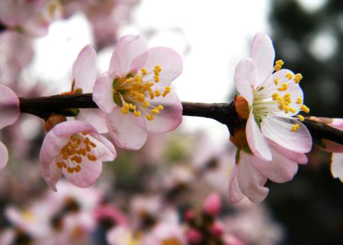 桃花