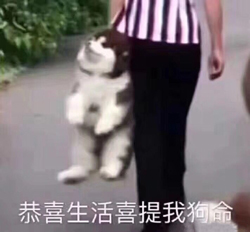 表情包