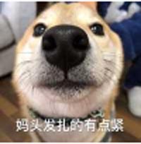 柴犬表情包