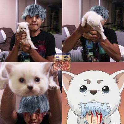 猫主子