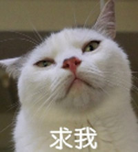 猫主子