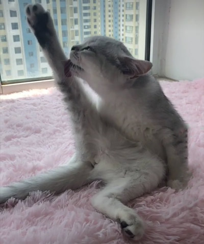 大长腿
