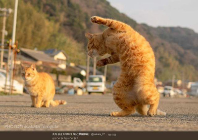 猫拳
