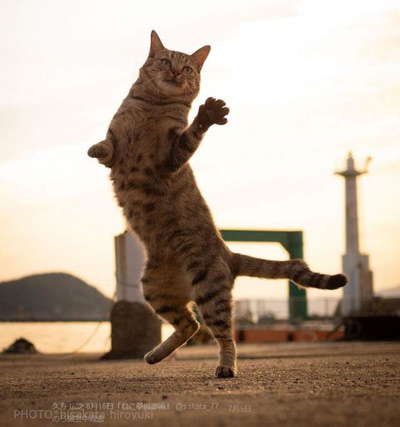 猫