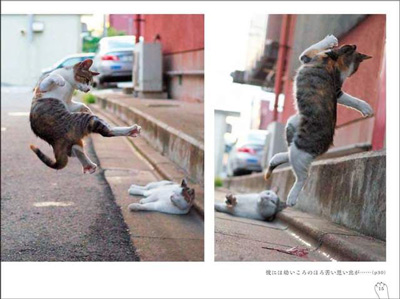 两只猫