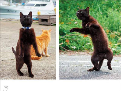 猫咪照片