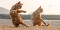 猫主子会打太极 我觉得完全OK