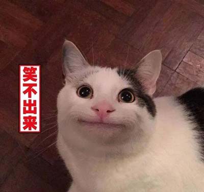 猫咪