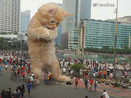猫