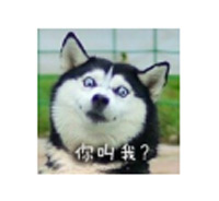 哈士奇
