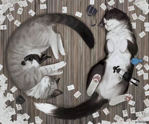 猫咪