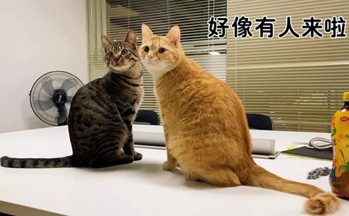 咔叽探险队
