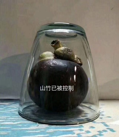 镇压