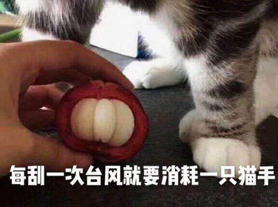 猫手