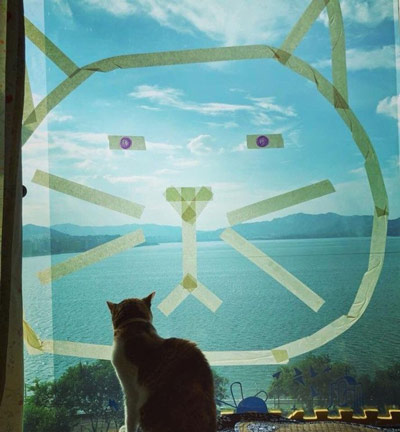 猫