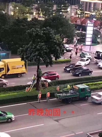 树