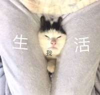 表情包