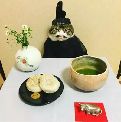 猫