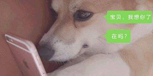 舔狗