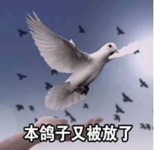 鸽子