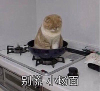 猫咪