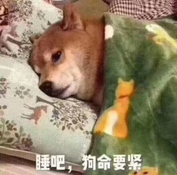 狗命