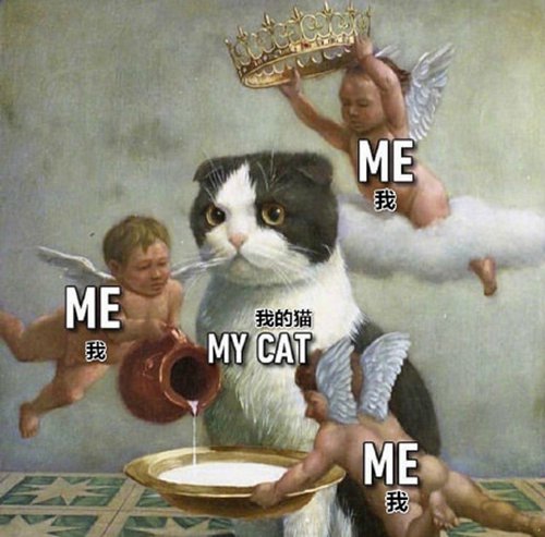 猫