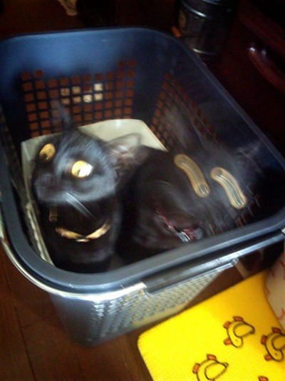 猫