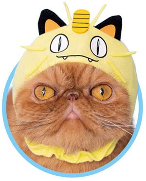 猫咪