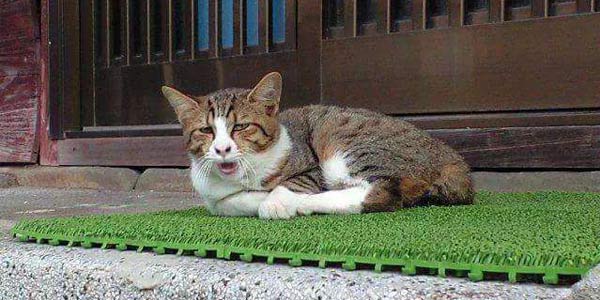 这魔性的猫咪丑照为什么越看越爱？