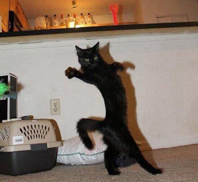 猫咪