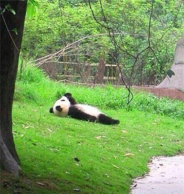 小熊猫