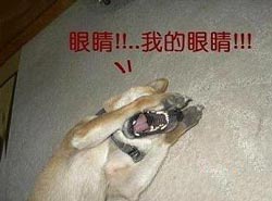 我的眼睛