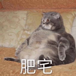 肥宅