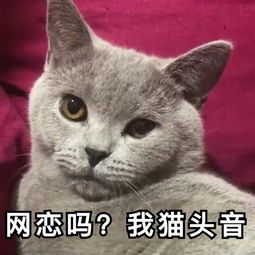猫头鹰