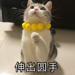 圆手
