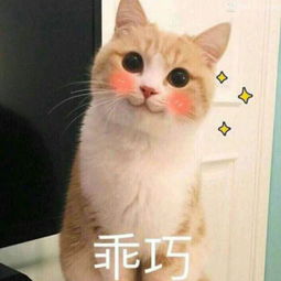 乖巧