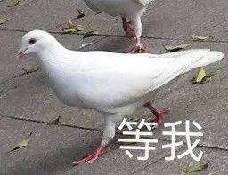 鸽子