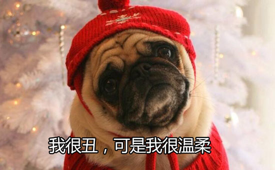 我很丑可是我很温柔