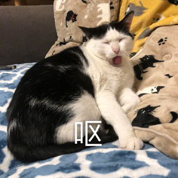 呕