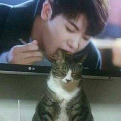 吸猫